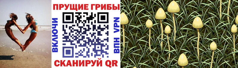 omg как войти  где найти   Павловск  Галлюциногенные грибы Cubensis 
